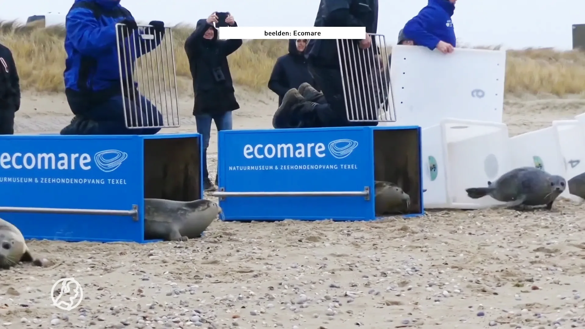 Opgeknapte zeehonden weer te water gelaten in Waddenzee