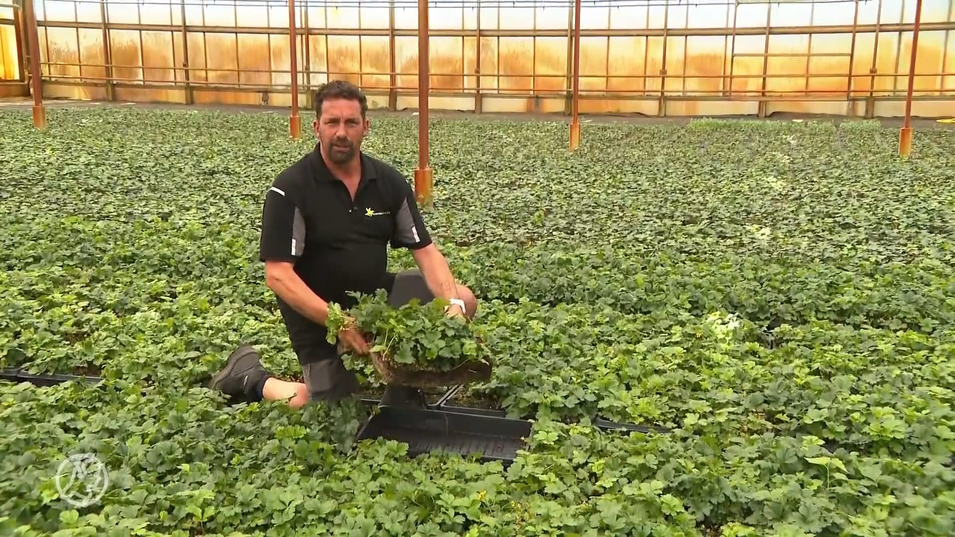 Megaklus: Dennis uit Emst verzorgt het groen tijdens Olympische Spelen in Parijs