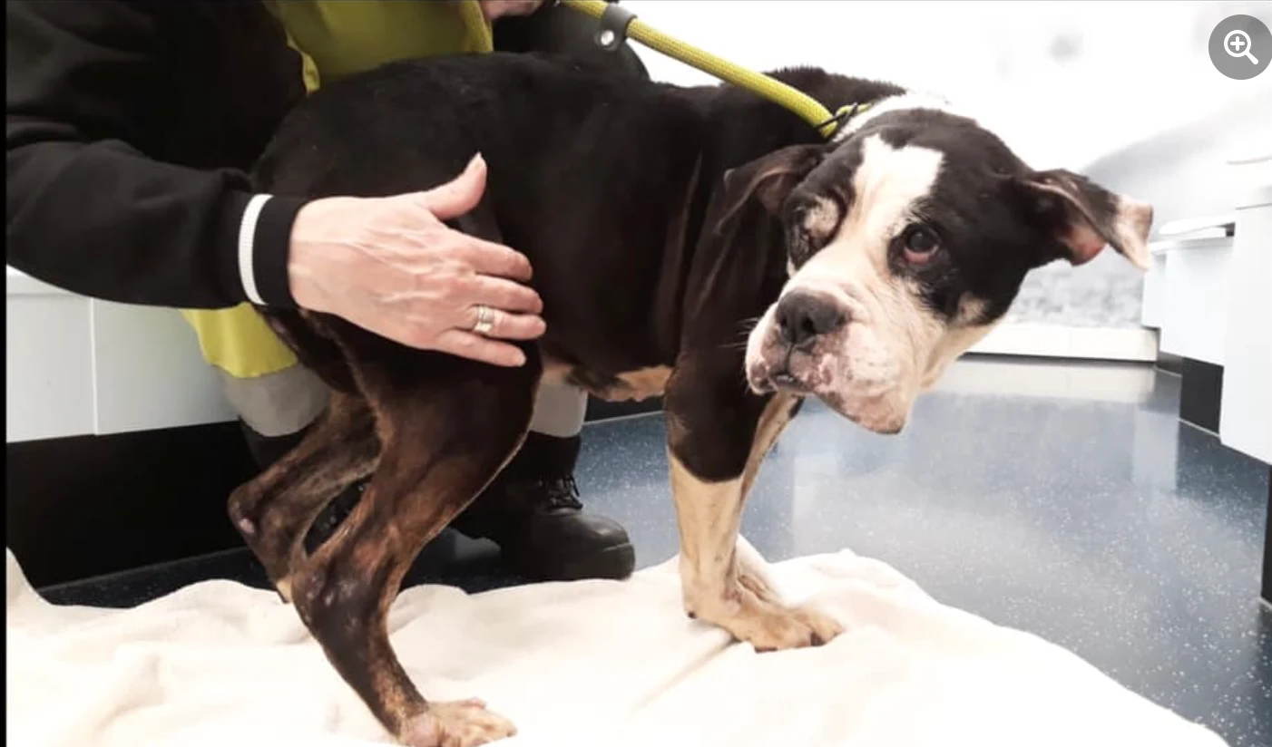 Mishandelde en verwaarloosde hond gedumpt op schoolplein: 'Mijn hart breekt'