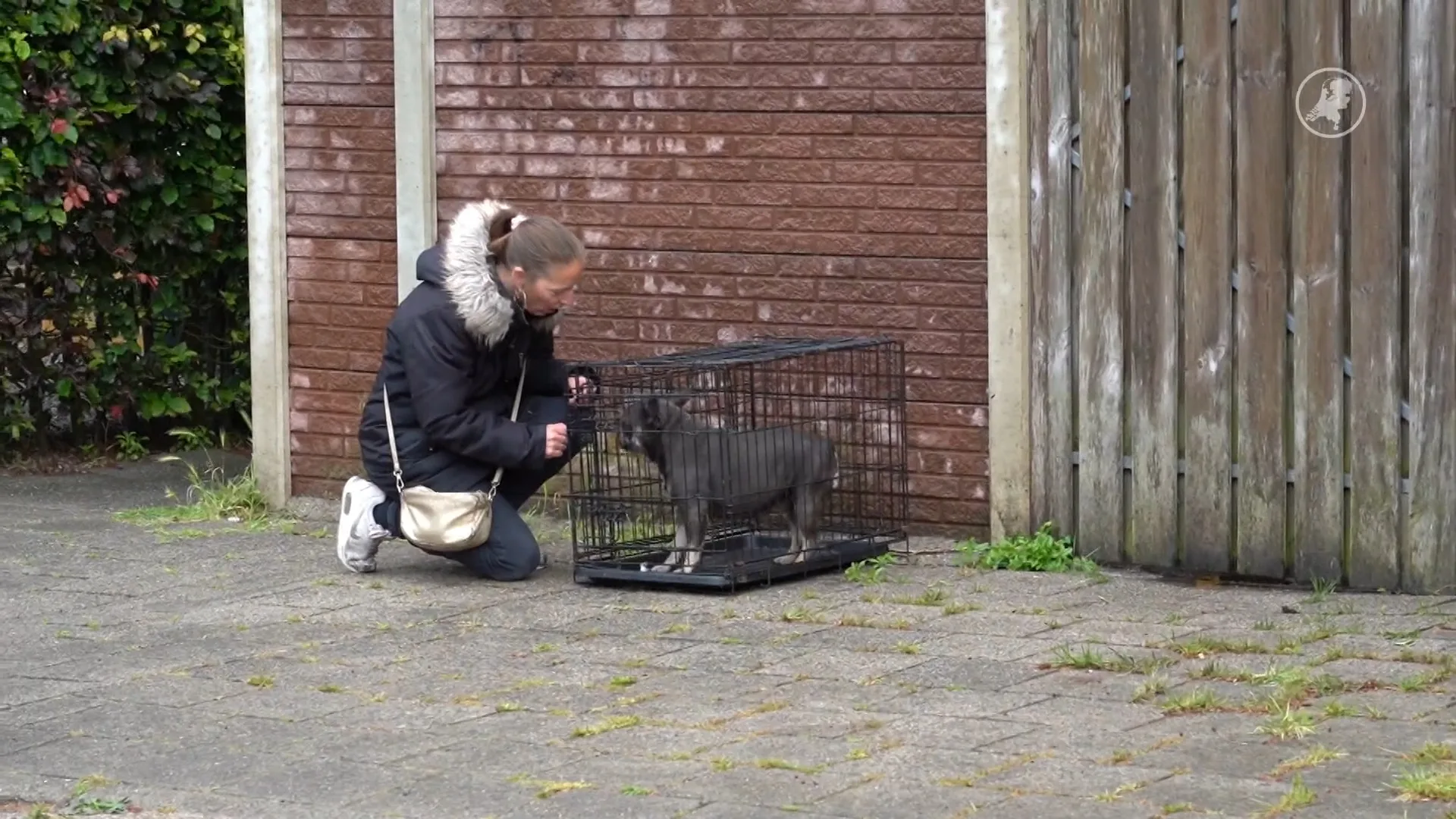 Brandweer redt honden, katten en een papegaai tijdens woningbrand in Oosterhout