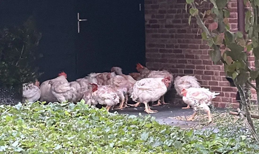 Kippen gedumpt als 'bruiloftsgrap' in voortuin Heesch: twee dieren dood