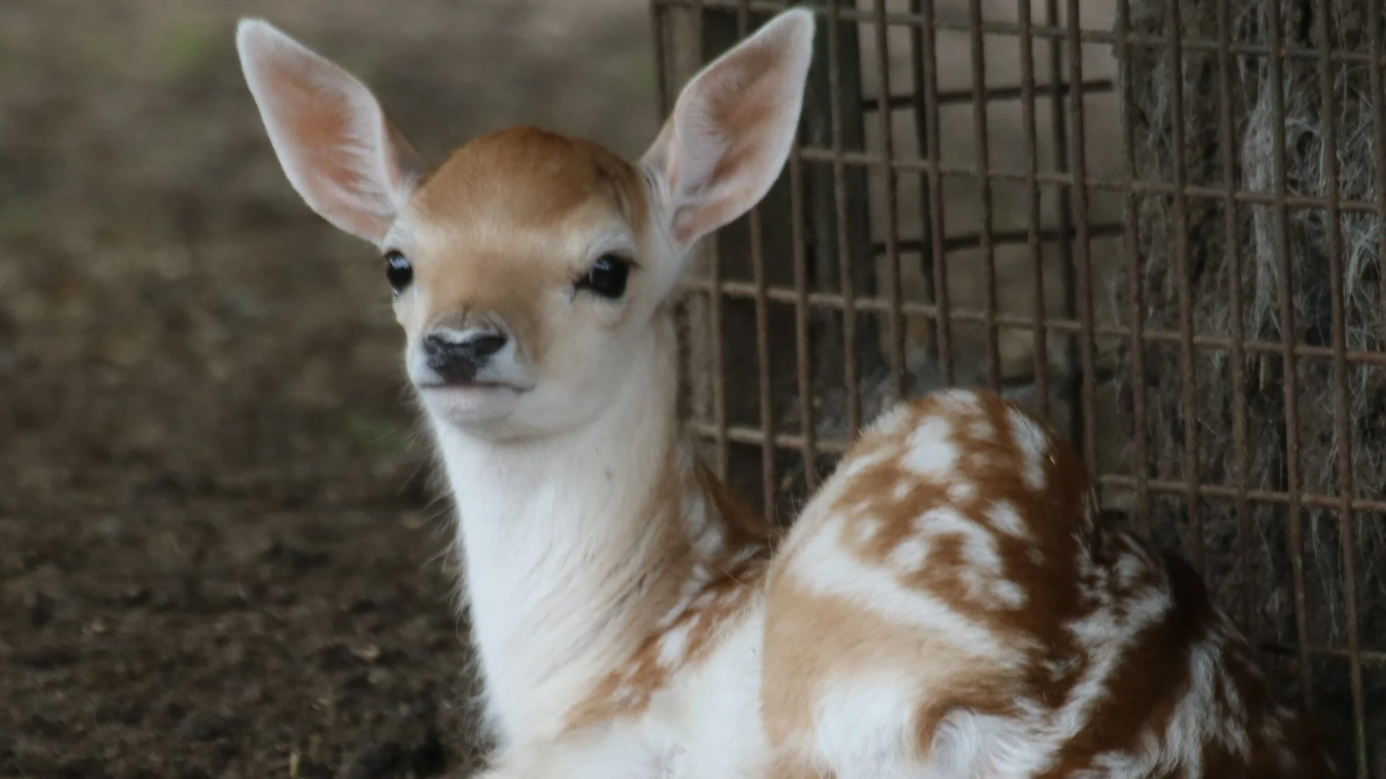 Pasgeboren hertje 'door schuld van omstanders en politie' bij de bevalling overleden
