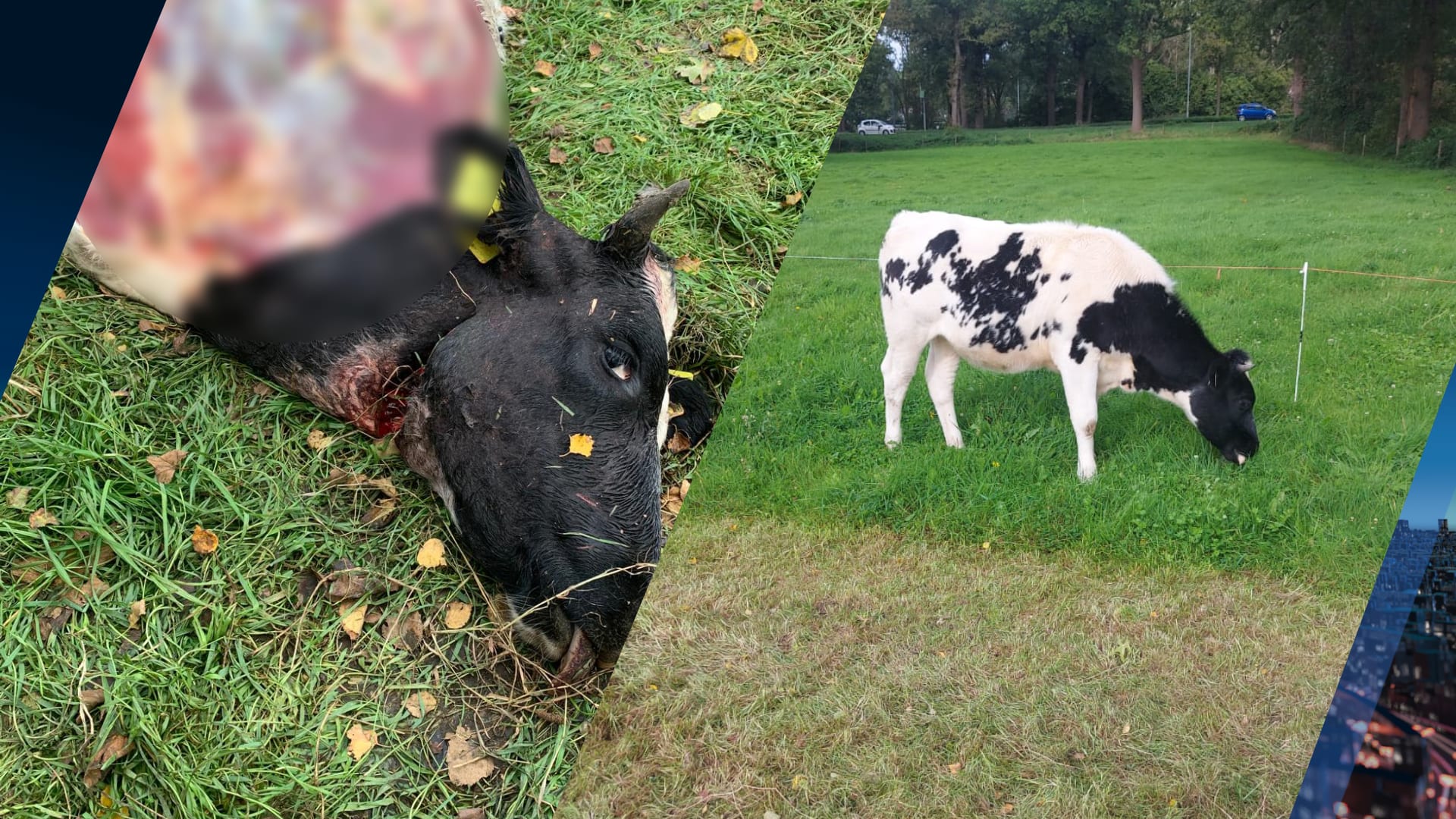 Boer Jan ontdaan nadat zijn pasgeboren kalfje is gedood: 'Het is heel bizar'