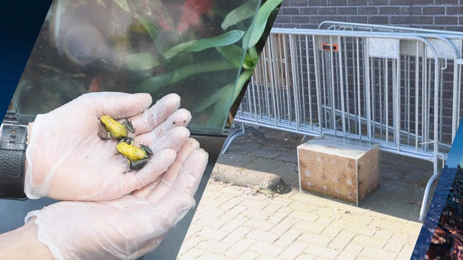 Mogelijk giftige kikkers gedumpt op parkeerplaats in Den Haag