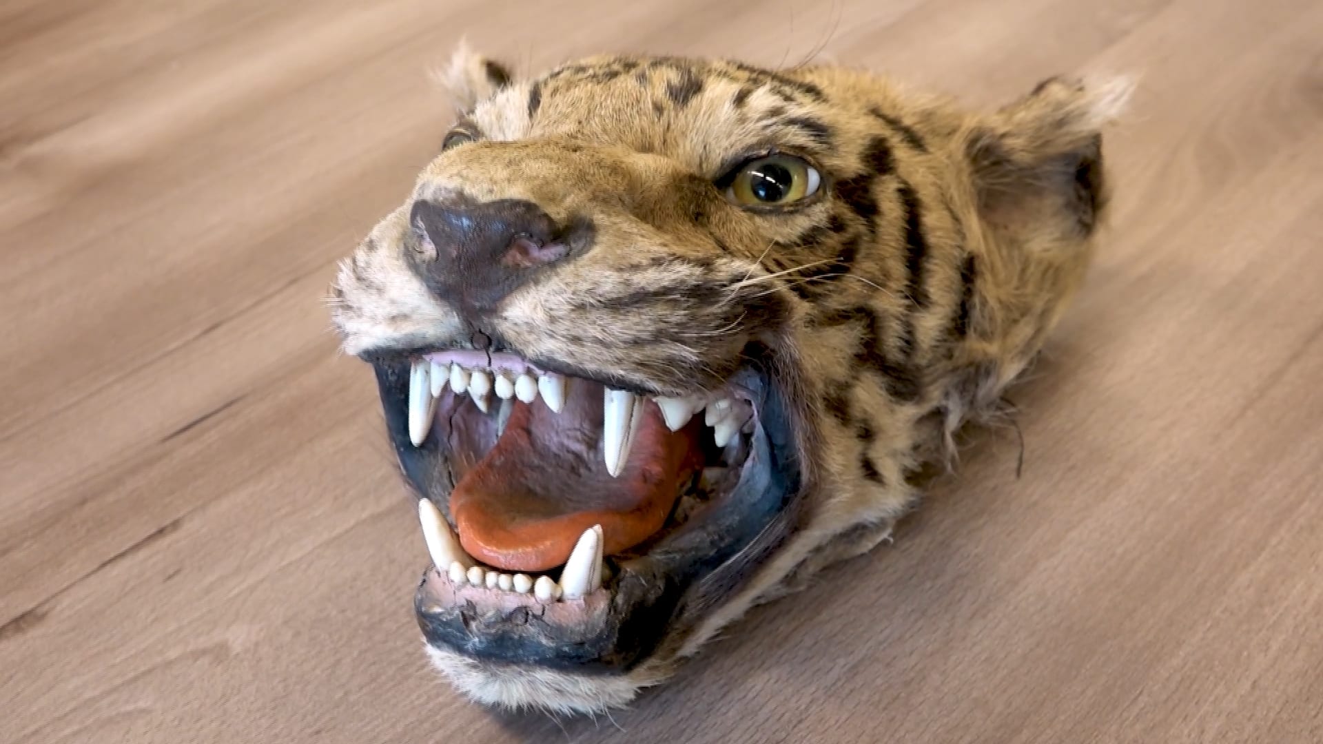 Van zangvogels tot berenvellen: duizenden exotische dieren en producten in beslag genomen