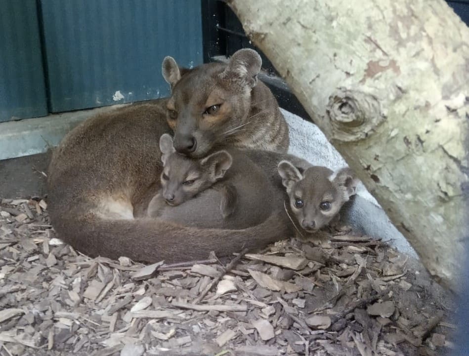 Fissa in ZooParc Overloon: voor het eerst fossa's geboren in Nederland