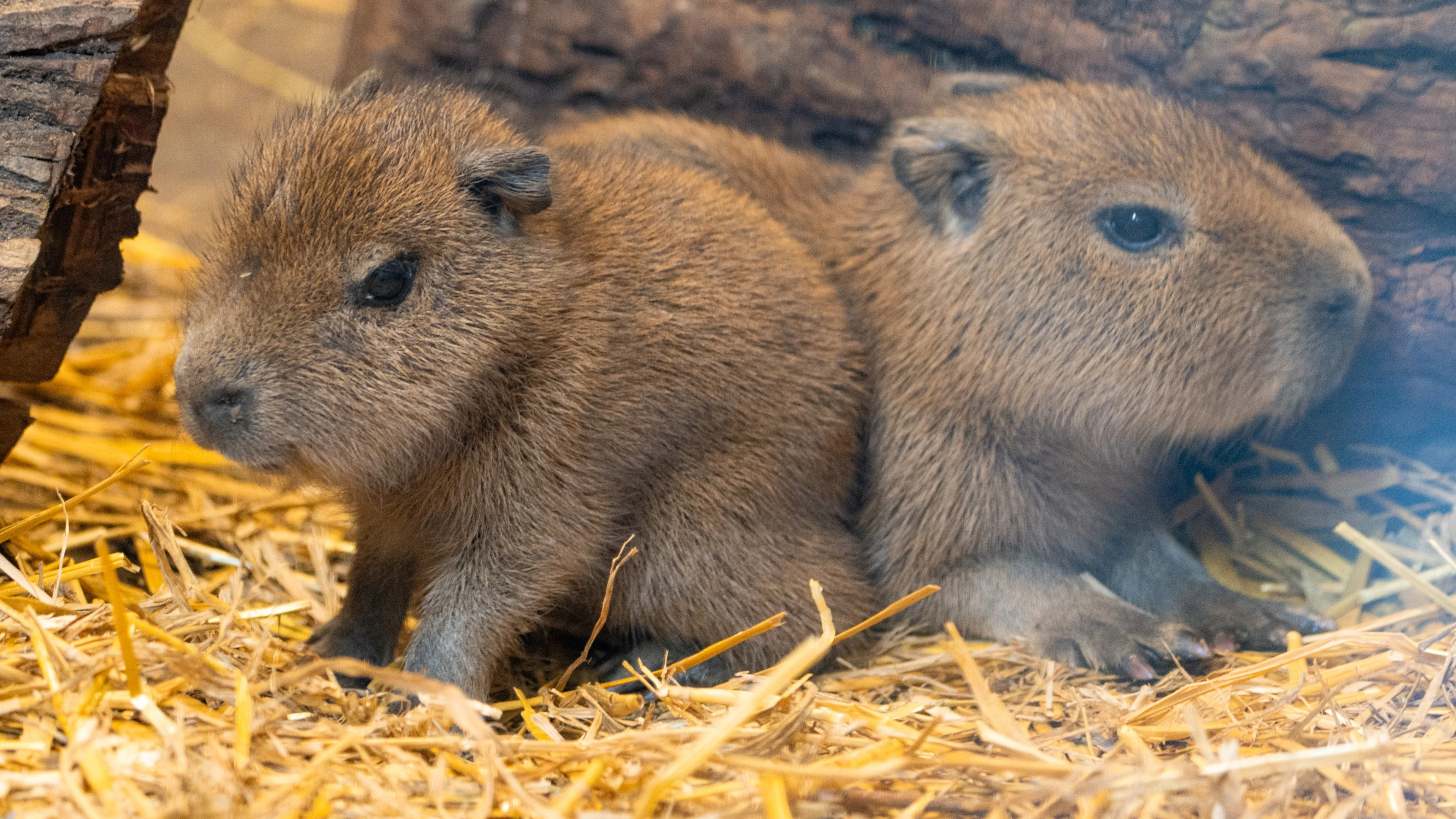 ZIEN: na jaren zonder geboortes babyboom in Limburgse dierentuin