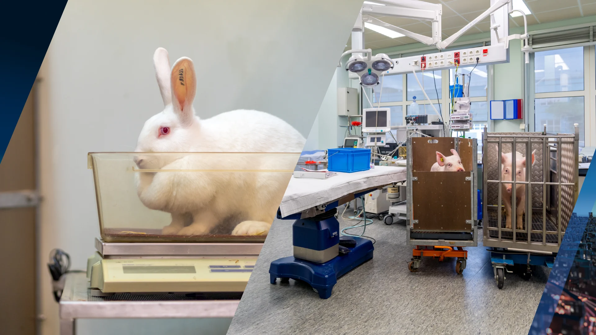 Dierproefvrije toekomst? Innovaties tonen potentieel, maar er is nog werk aan de winkel