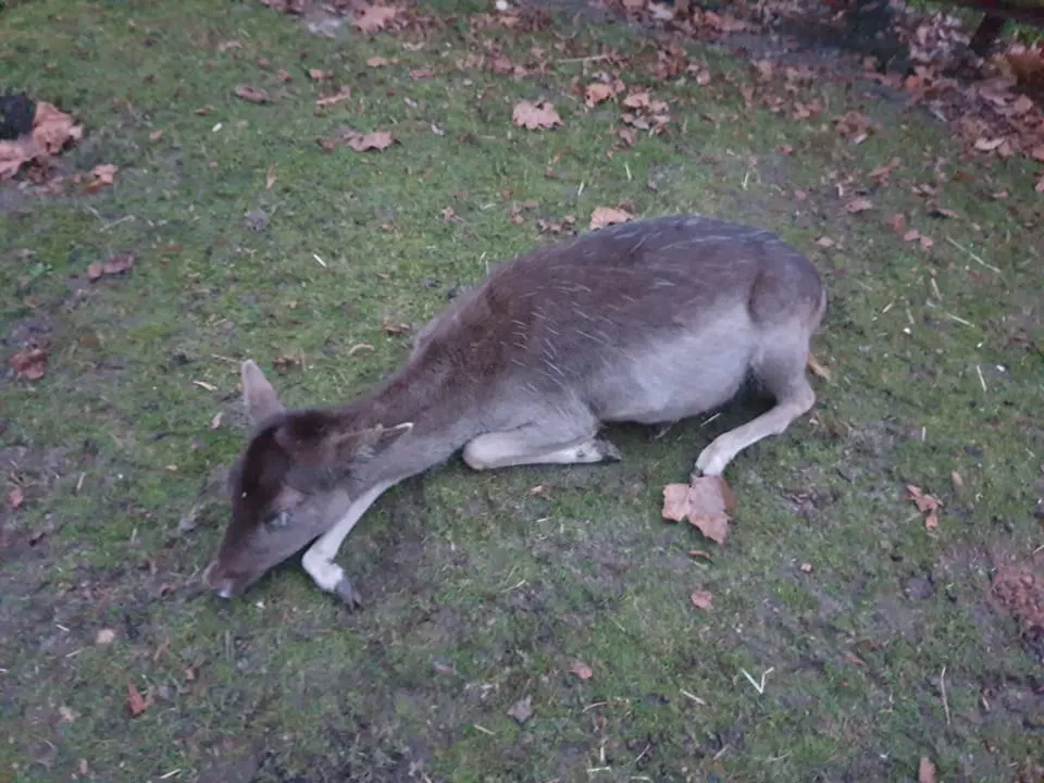 Hertje in hertenkamp Halsteren sterft nadat bezoekers hem verkeerd voedsel geven