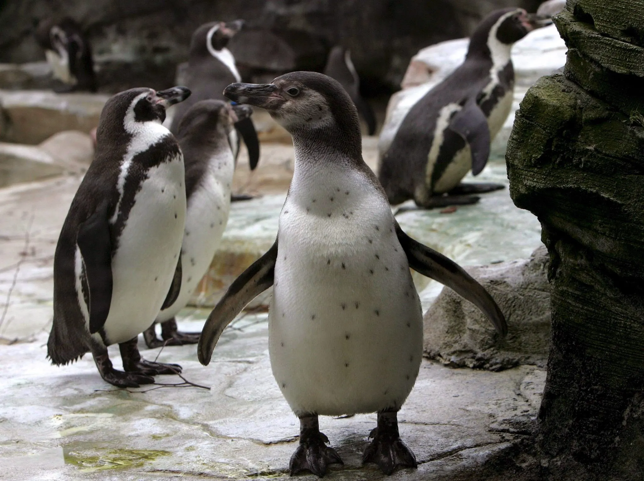 Babynieuws uit Dierenrijk Mierlo: pinguïn legt haar eerste eieren