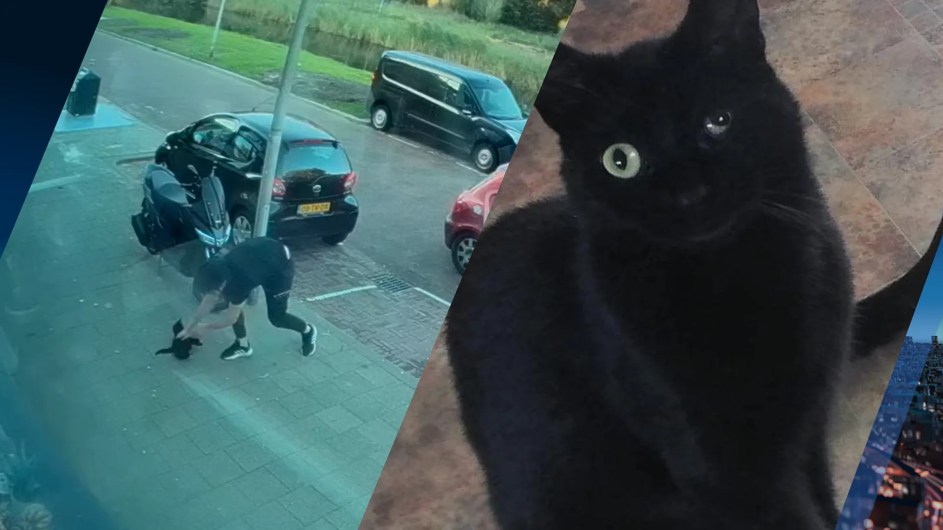 Kat Mickey weer veilig thuis na ontvoering op klaarlichte dag