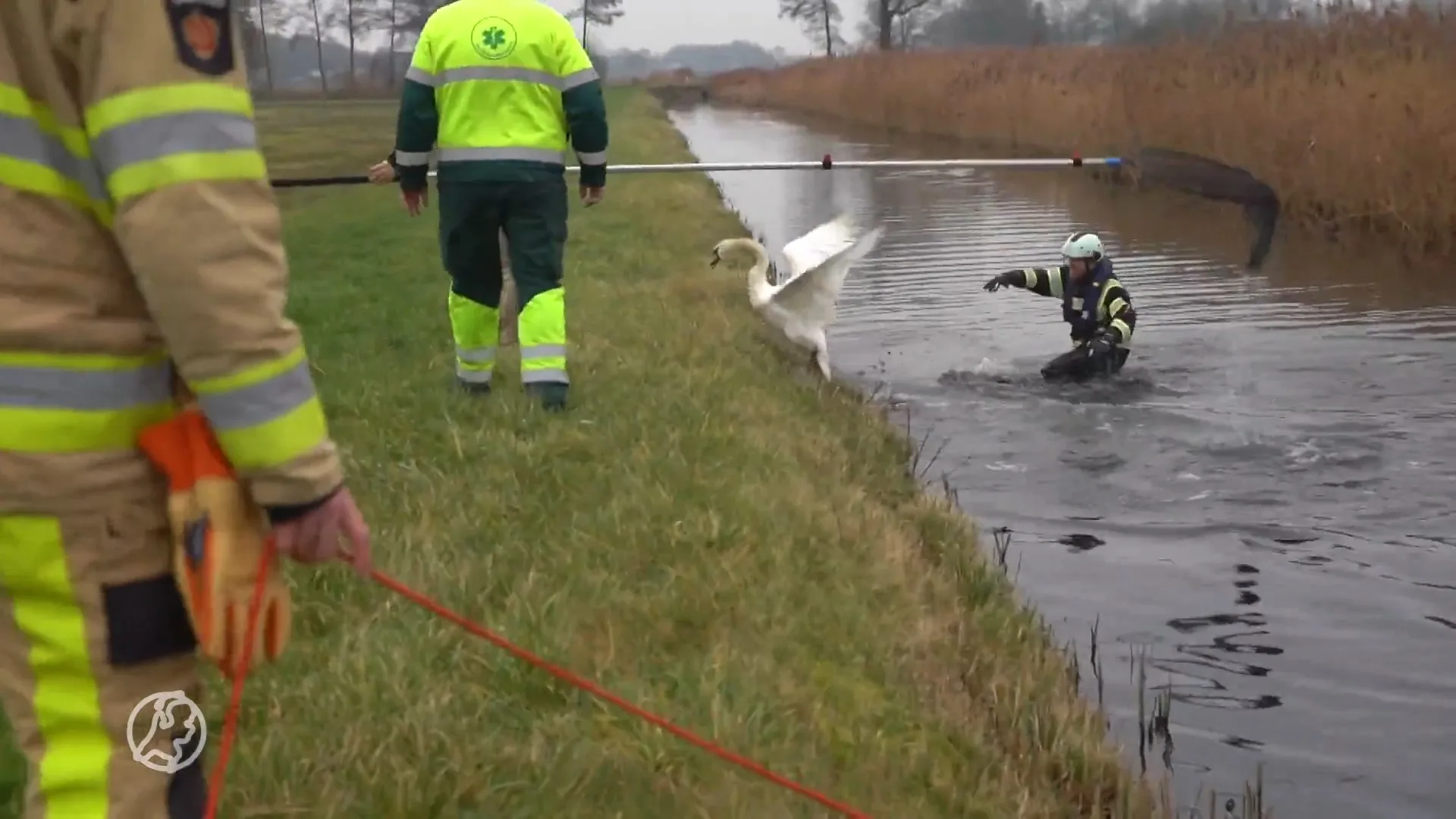 Hulpactie voor onwillige zwaan leidt tot hilarisch kat-en-muisspel met brandweer