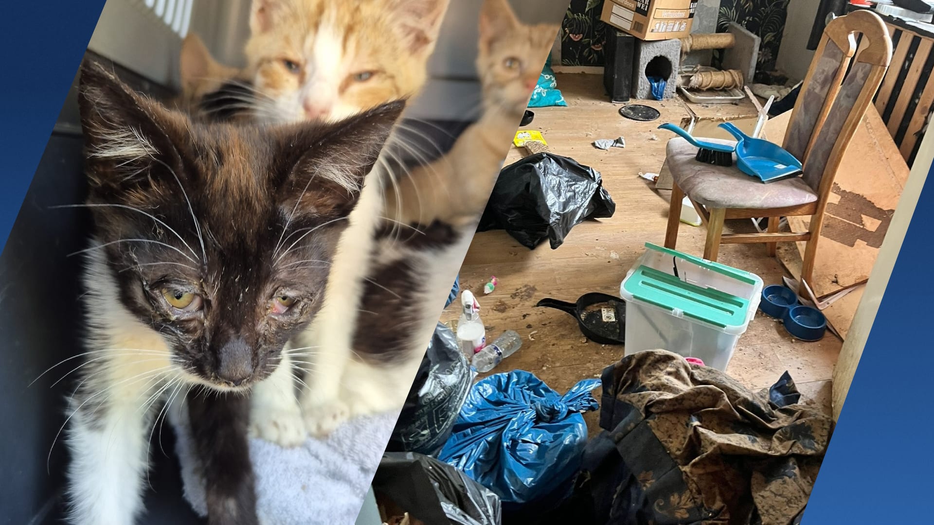 Tientallen katten verwaarloosd in huis Nijkerk, 20 zieke kittens gered