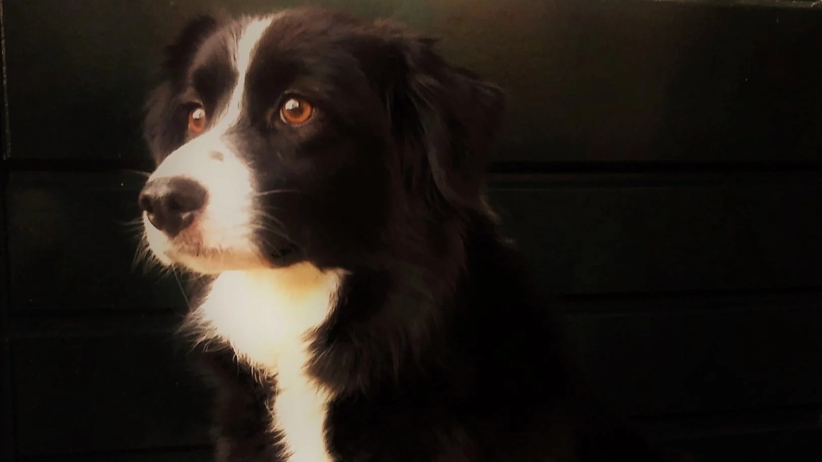 Dieren hebben nu al last van vuurwerkoverlast: bordercollie Mave al weken zoek na knal