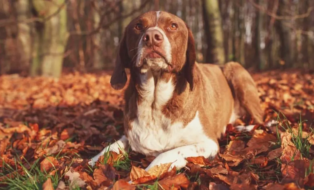 Onrust bij hondenbezitters Amsterdam: borden met waarschuwingen voor gif bij Vondelpark