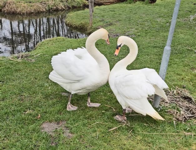 Zwanendrama in Velserbroek: één dood, andere zwaan en kuikens gered