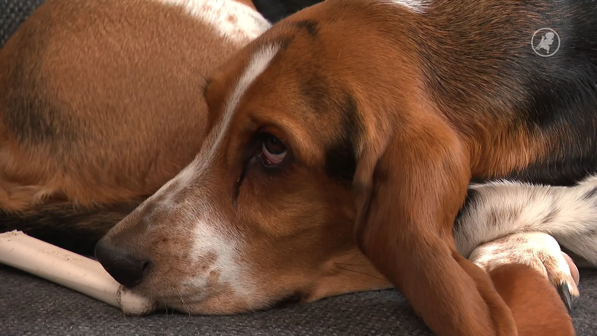 Scheiding zorgt voor strijd om huisdieren: wie mag hond of kat houden?