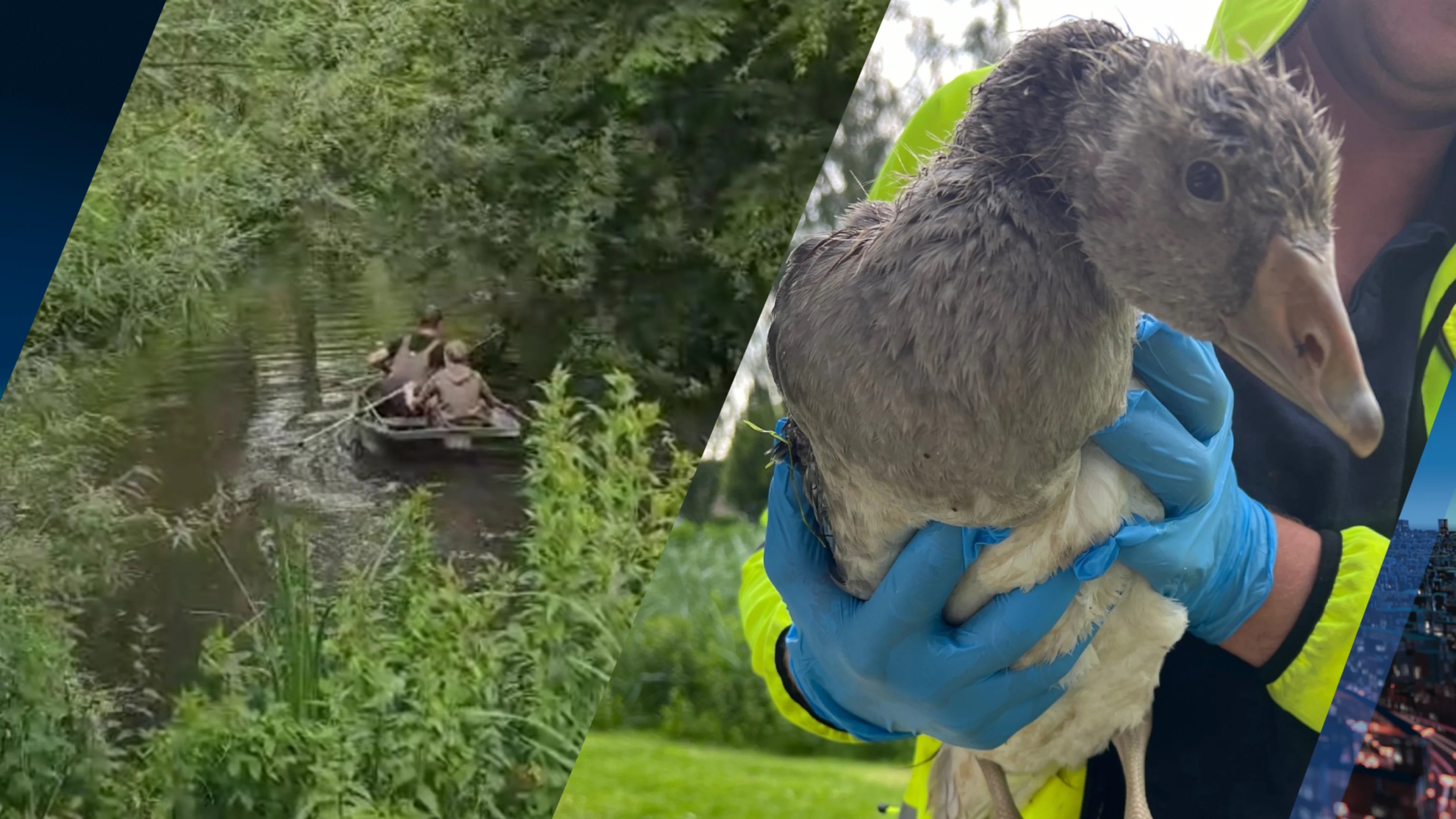 Mark (14) schiet dierenambulance te hulp en redt zinkende gans 