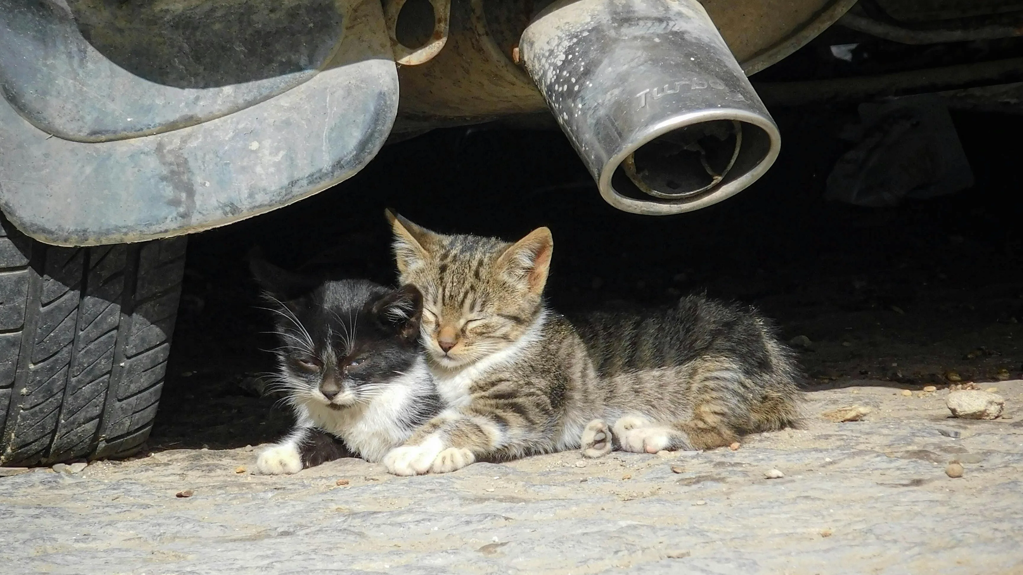 Dierenambulance vraagt aandacht met aangrijpende Insta-post over dode katten