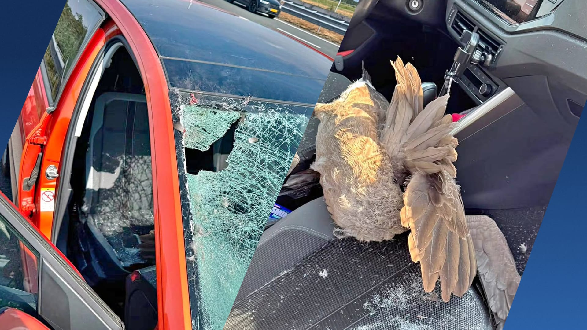 Bizar ongeluk op A2: gans eindigt op bijrijdersstoel na crash door autoruit