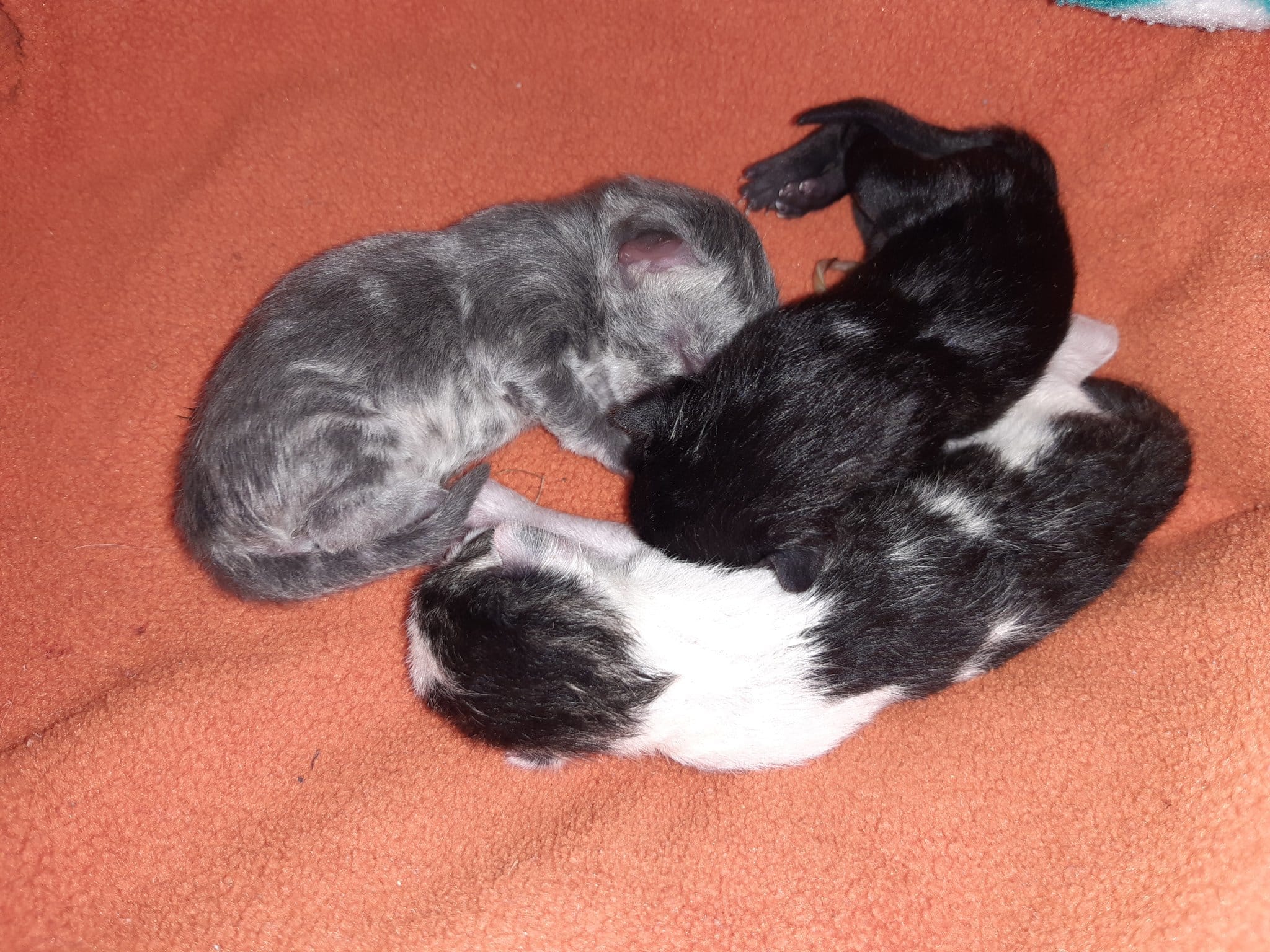 Lieke haalt kittens uit dode moederpoes: 'Met blote handen de baarmoeder opengemaakt'