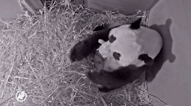 Pandajong groeit als Chinese kool en maakt al geluidjes