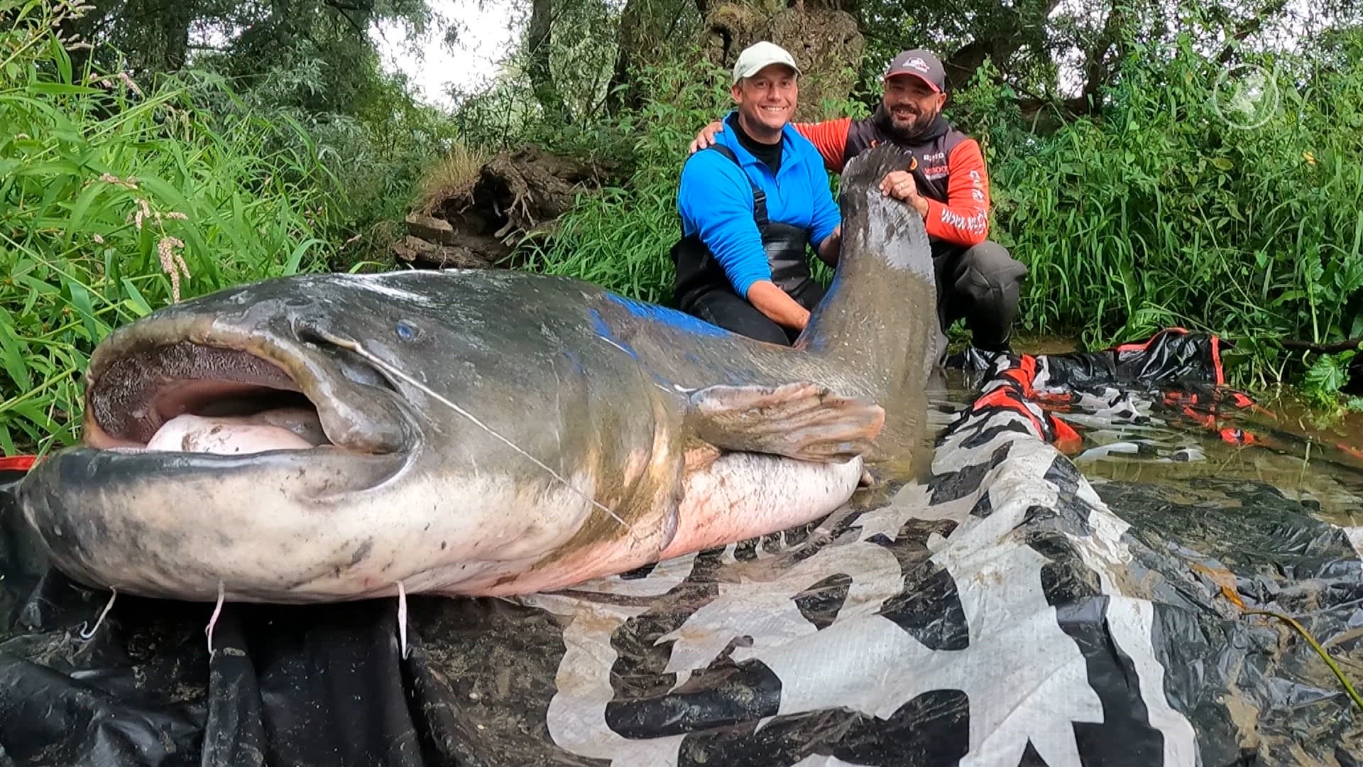 Peter vangt recordmeerval van 2,47 meter in de Maas