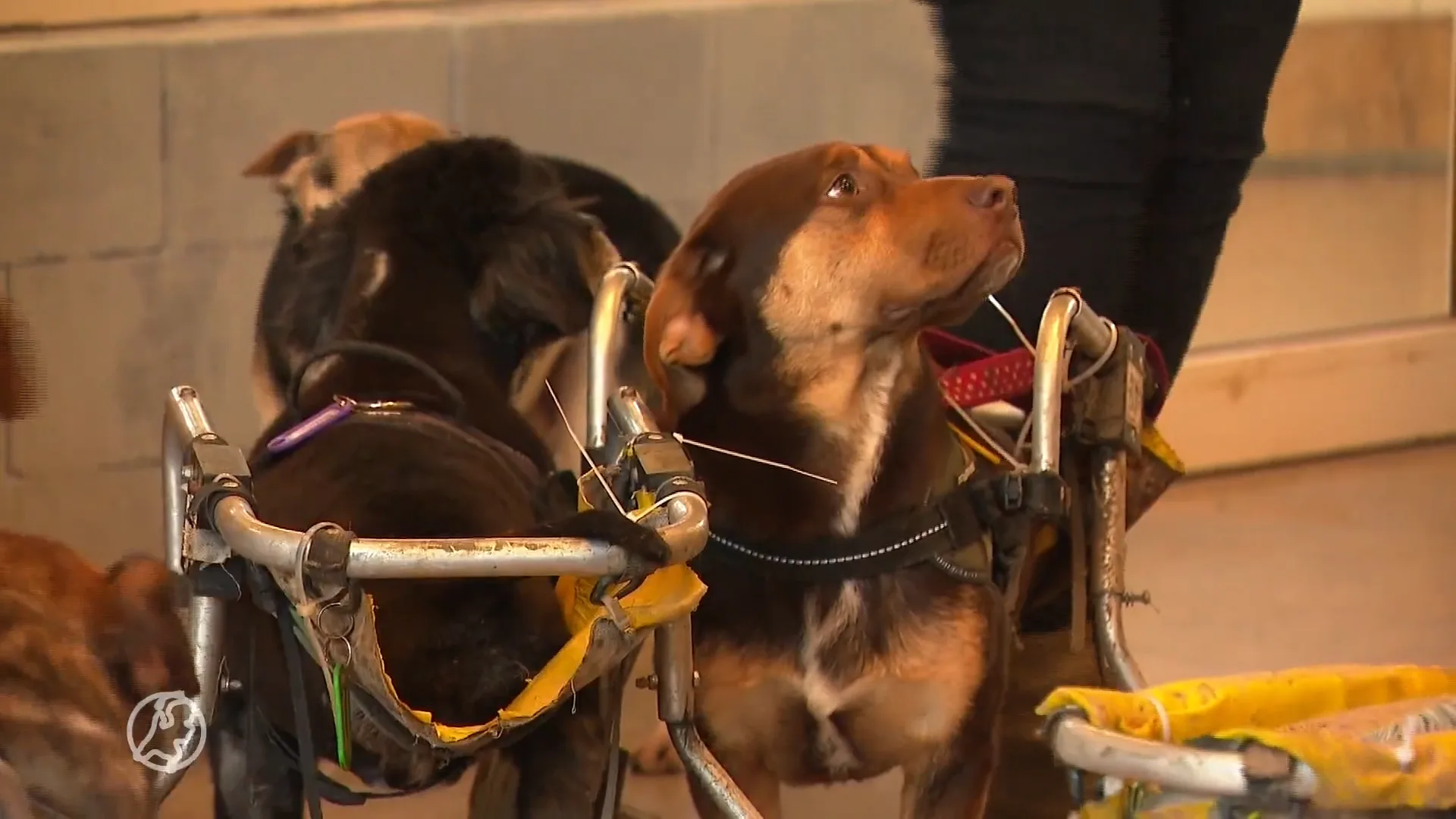Steven en Alice maken laatste levensjaren van verminkte en getraumatiseerde dieren mooier
