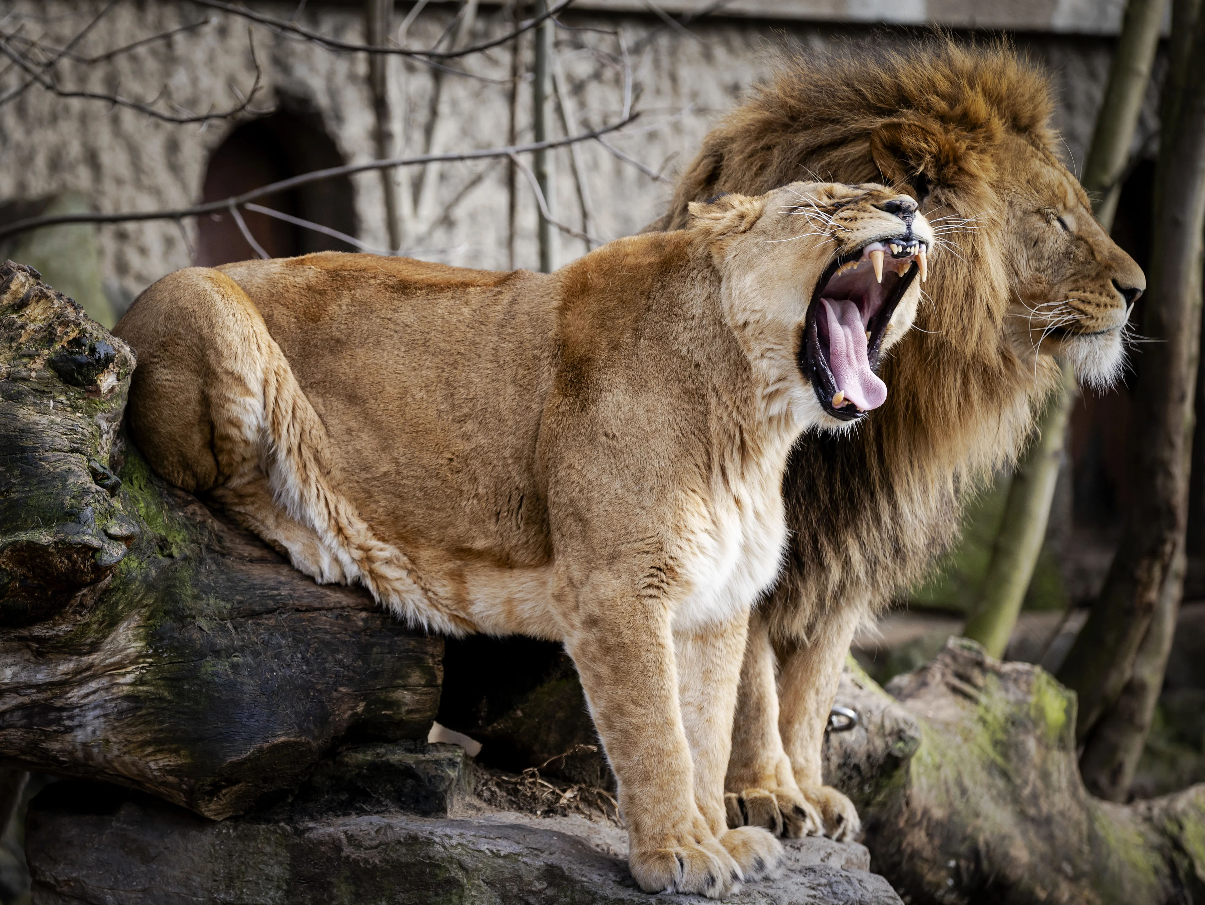 Dierentuinen zuchten onder hoge energiekosten: 'Je kunt een tijger niet vragen een dikke trui aan te trekken'