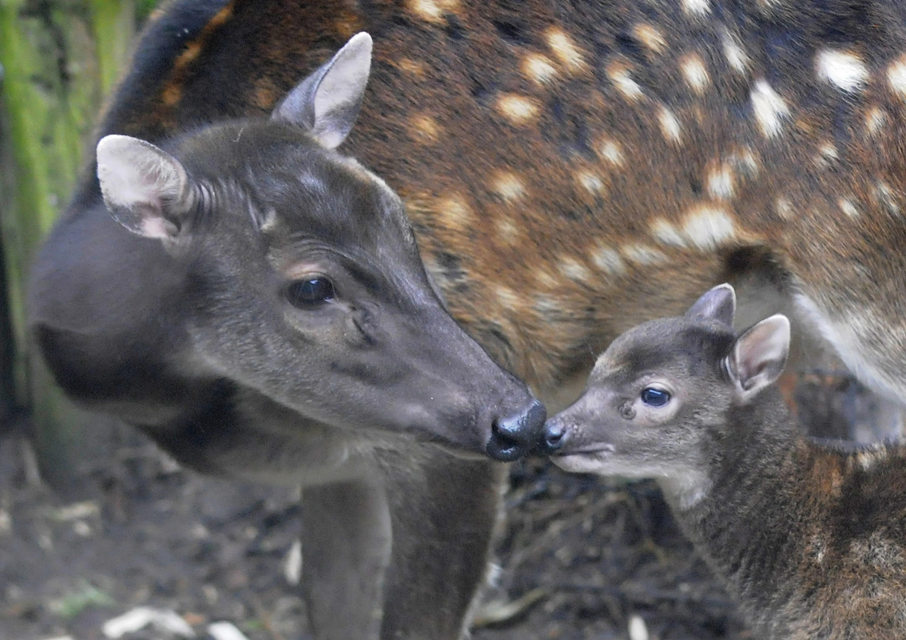 Blijdschap in Diergaarde Blijdorp: zeldzaam hertje geboren