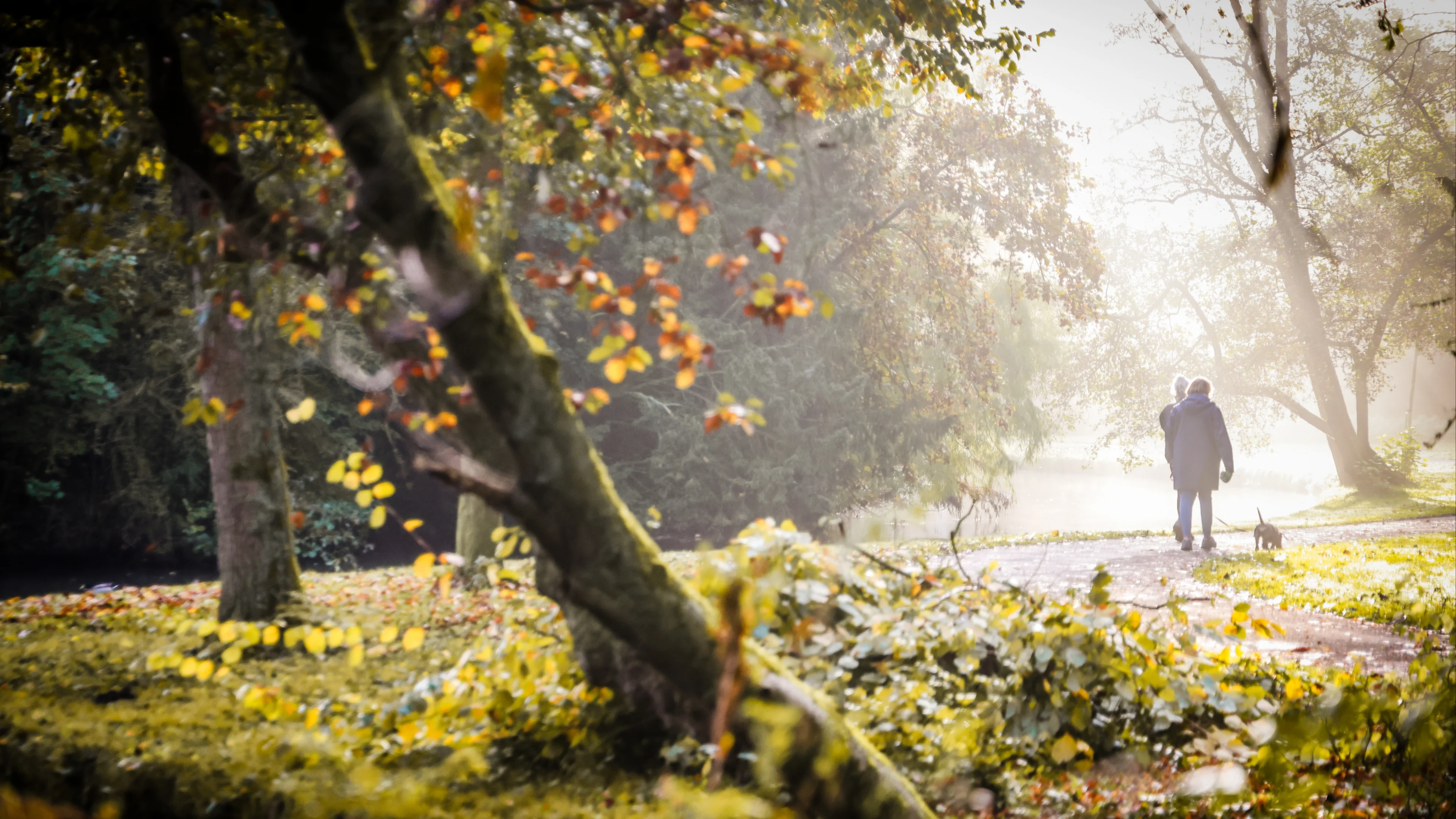Komende dagen zacht herfstweer: woensdag lokaal tot 19 graden