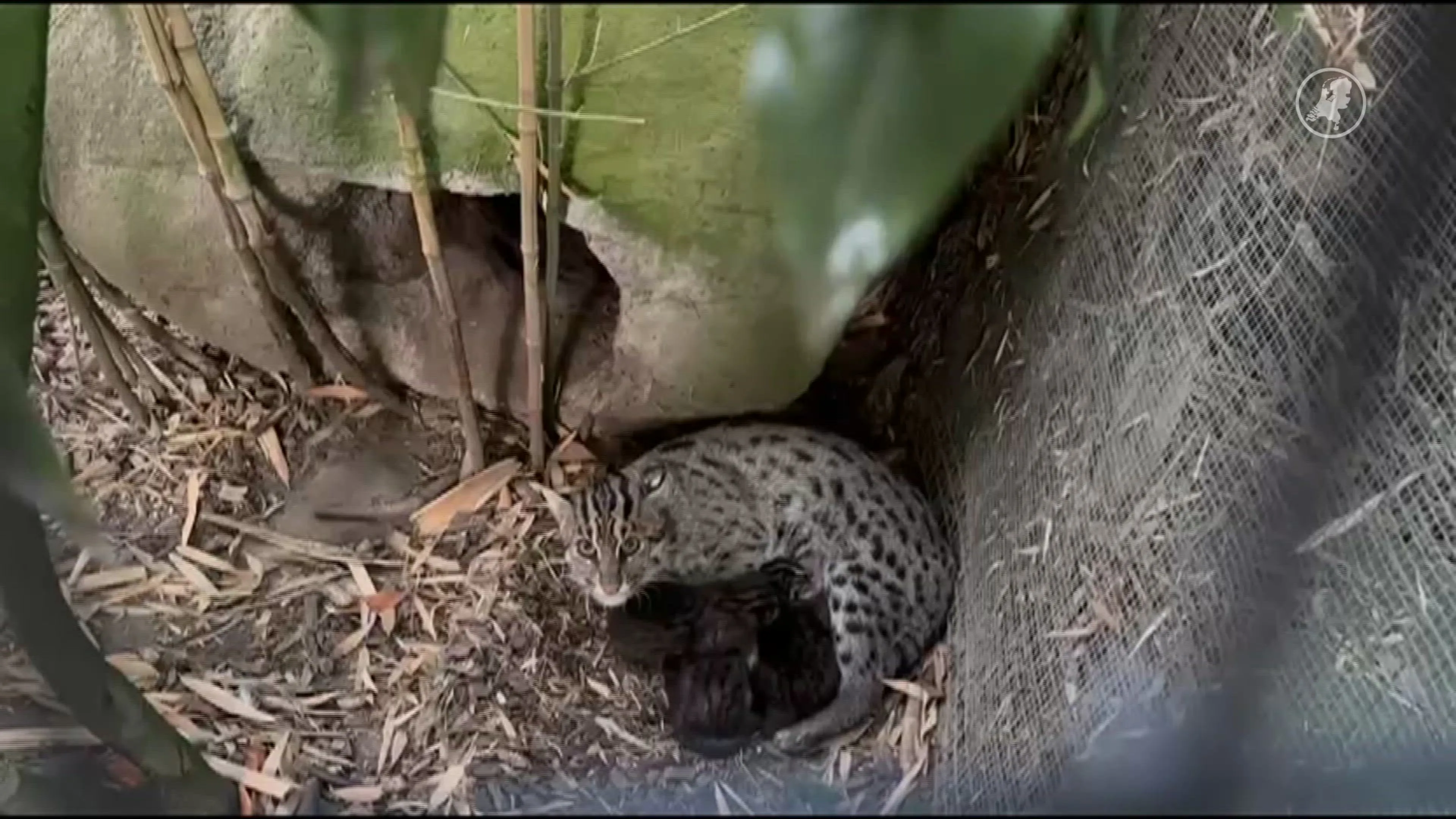 Drie vissende katjes geboren in Diergaarde Blijdorp