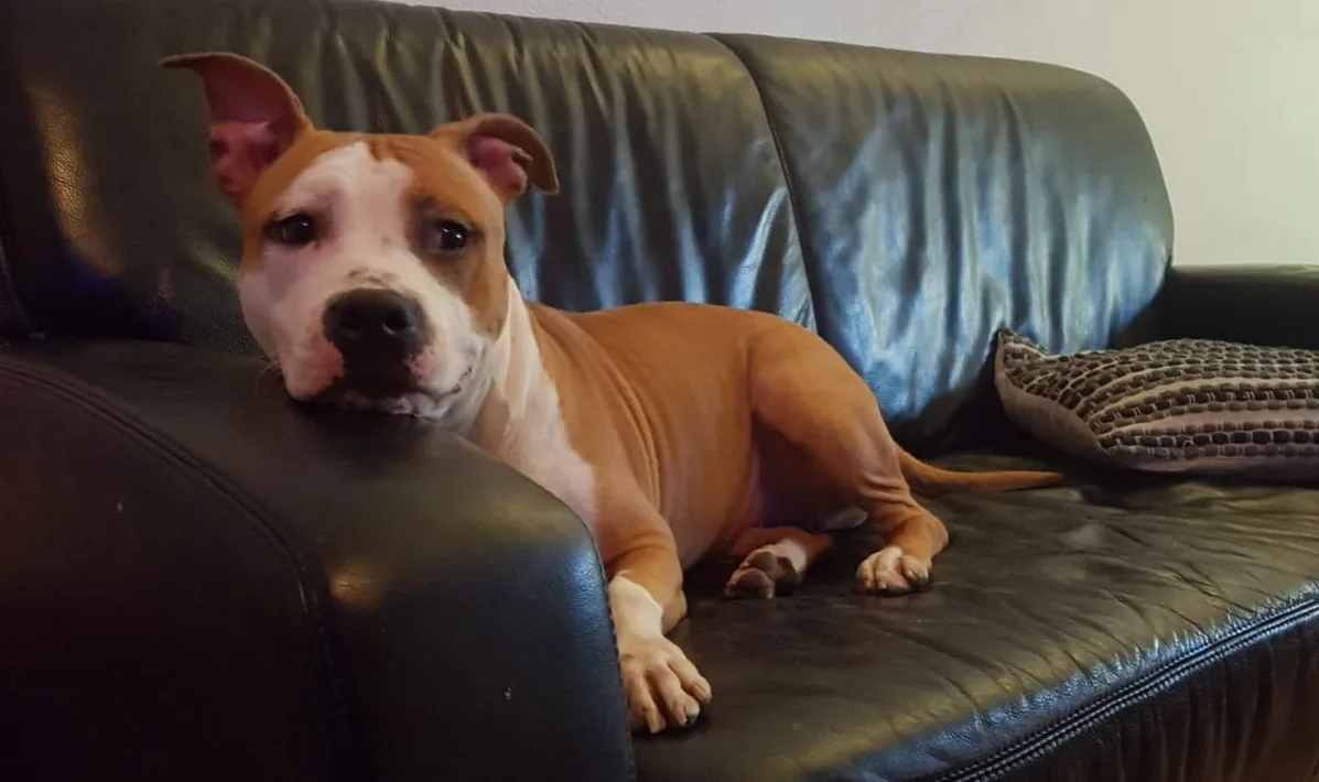 Chispa gestolen tijdens woninginbraak: 'Straks wordt ze als prooi voor hondengevechten gebruikt'