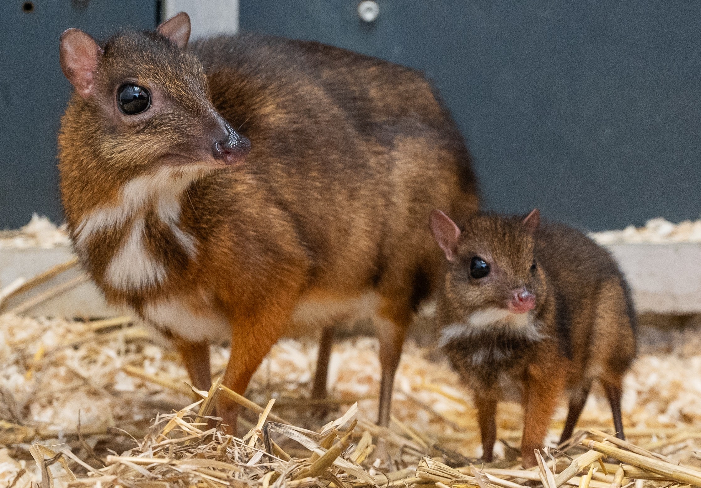 Primeur: baby Kantjil geboren in Wildlands Zoo Emmen