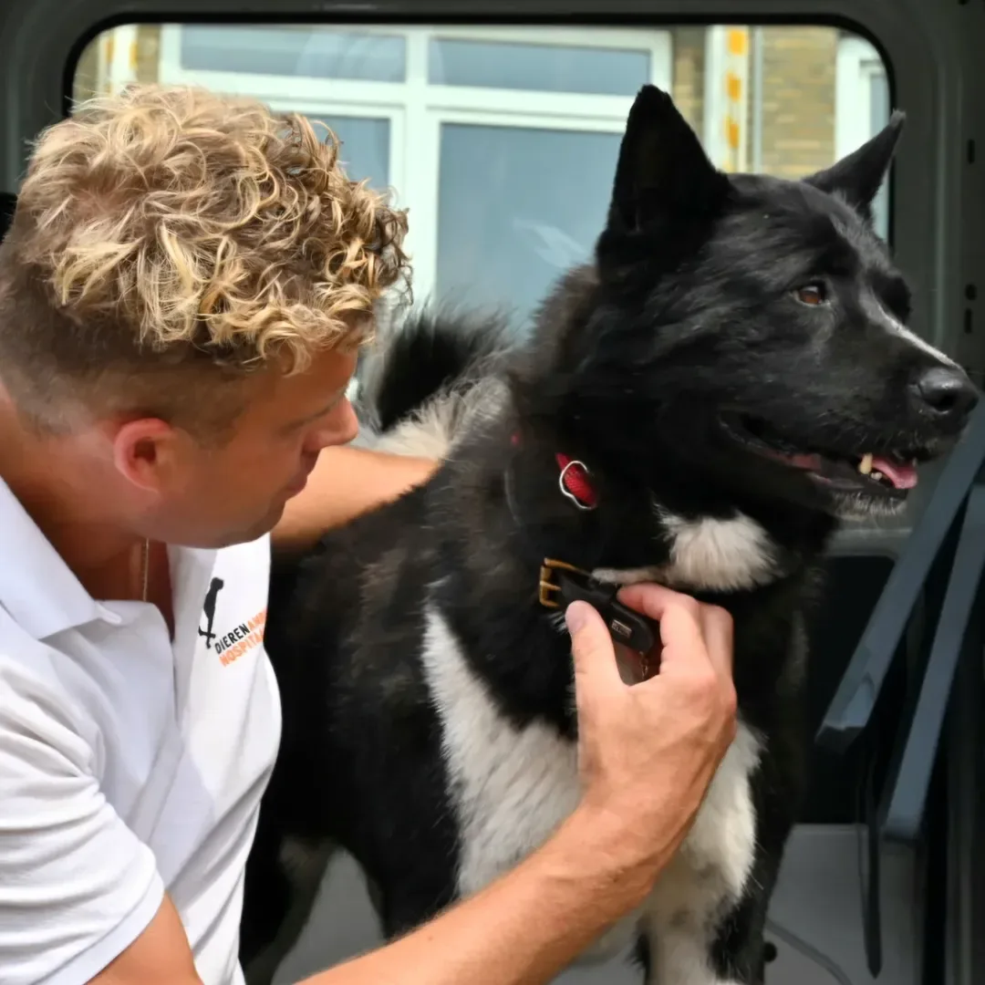 Hond reist op eigen houtje met tram naar strand van Scheveningen