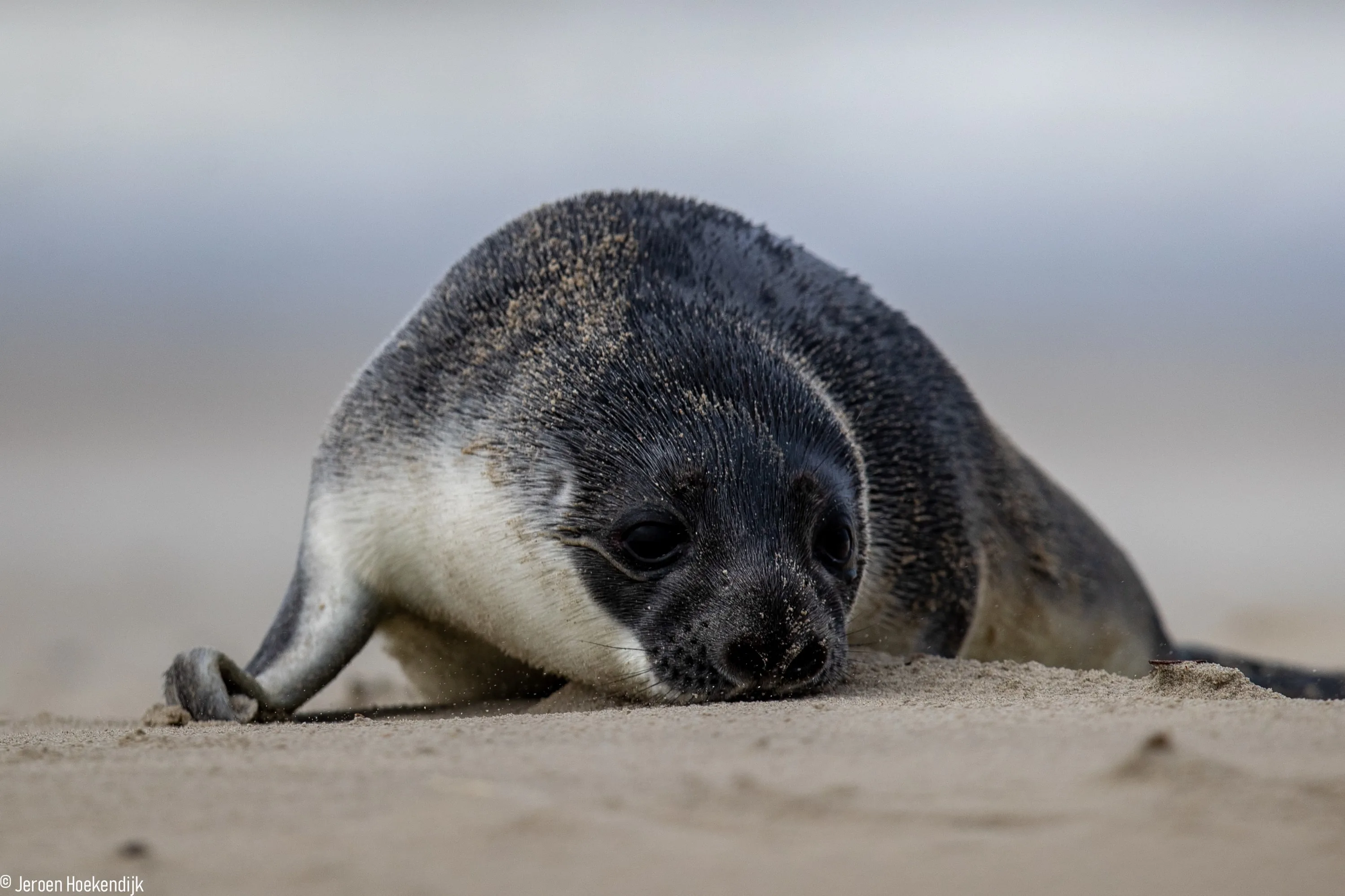 Moeder verlaat klapmutspup, Zeehondencentrum maakt zich zorgen