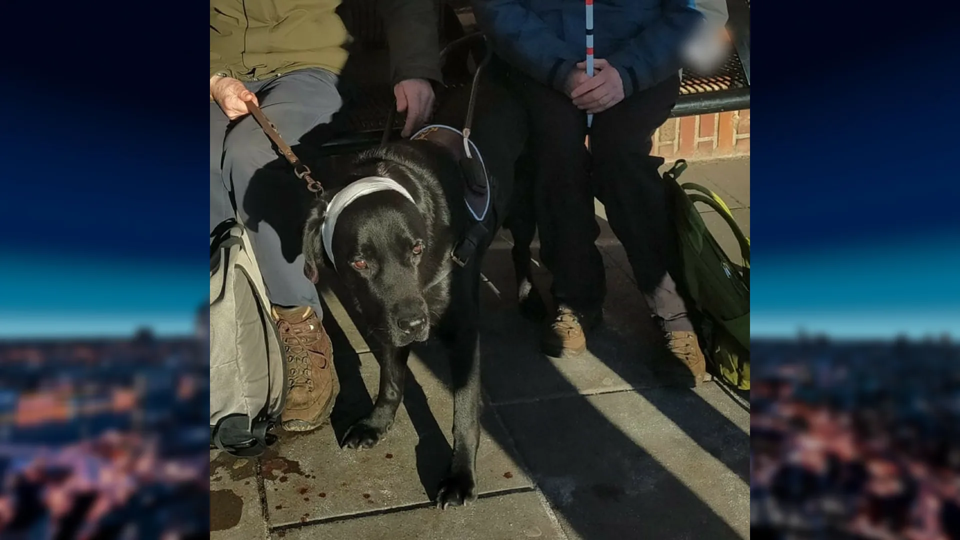 Baasjes van hond die stuk oor van hulphond Pax afbeet melden zich bij politie