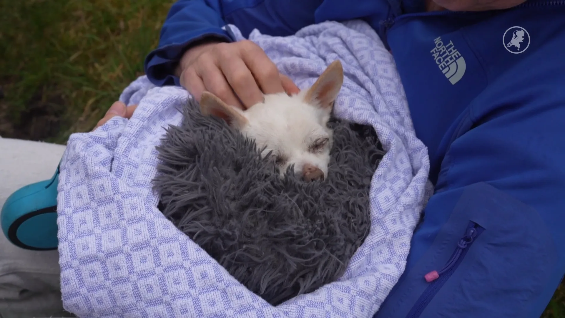 Auto belandt in water in Wittelte: hondje en baasje gered