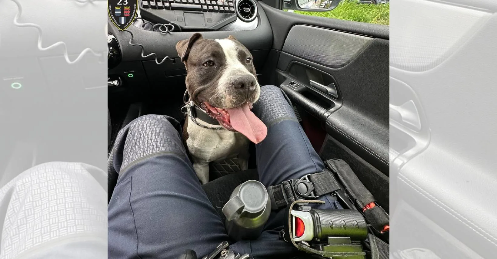 Politie bevrijdt hond Krümmel uit snikhete auto in Diemen