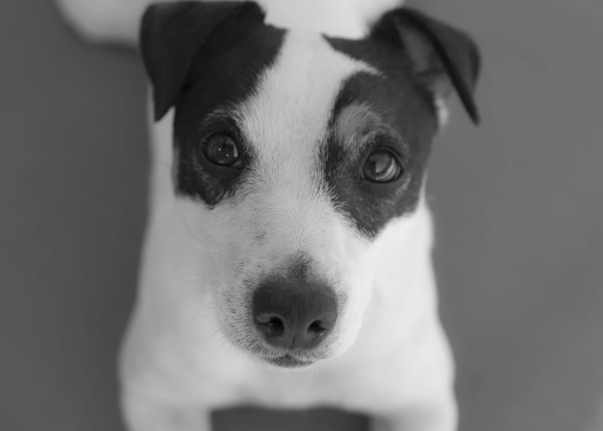 Haastige vrouw rijdt uur lang met aangereden hond Charlie in haar bumper