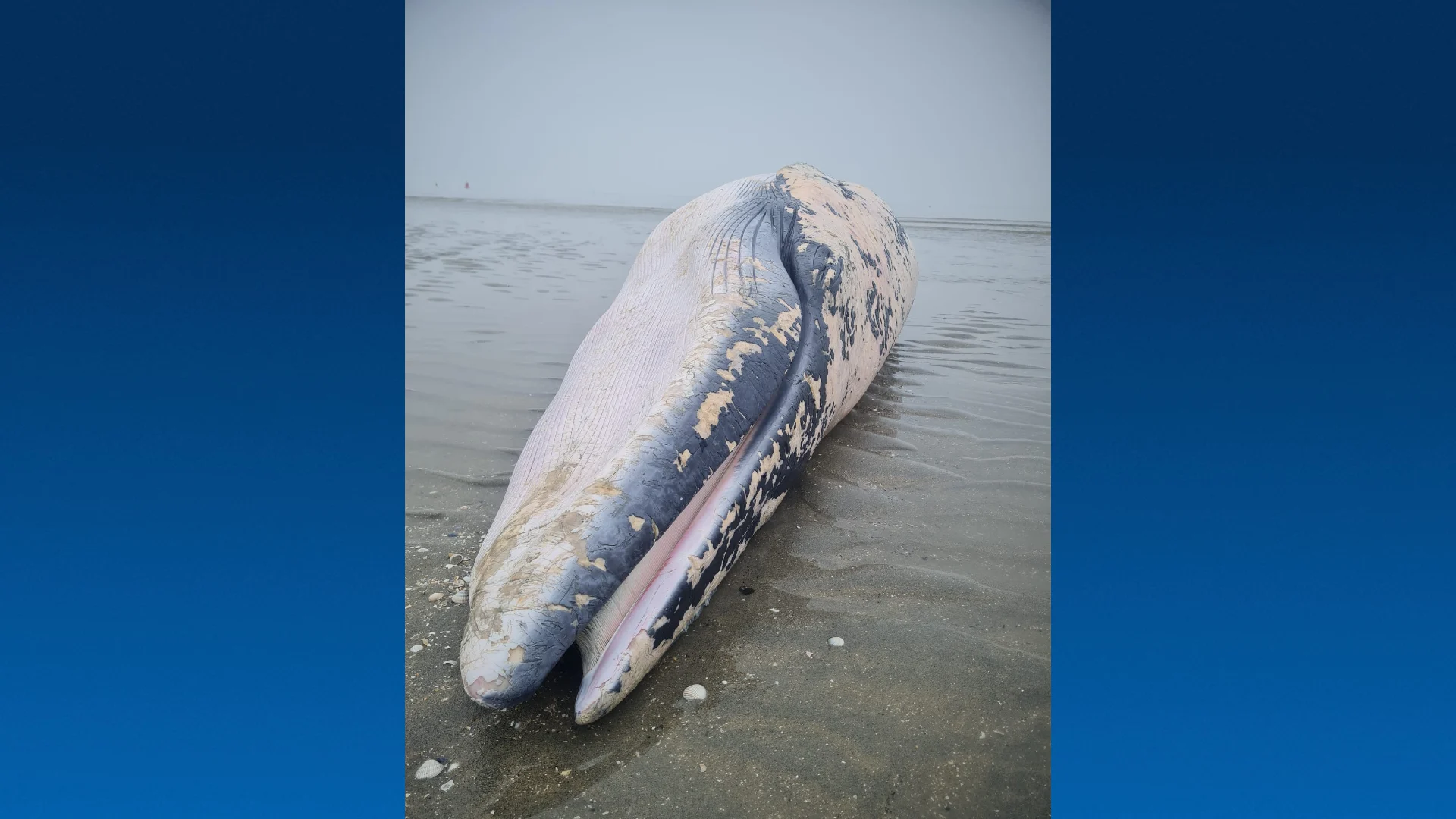 Dode walvis aangespoeld bij Borsele, 'staart van lijf gerukt'