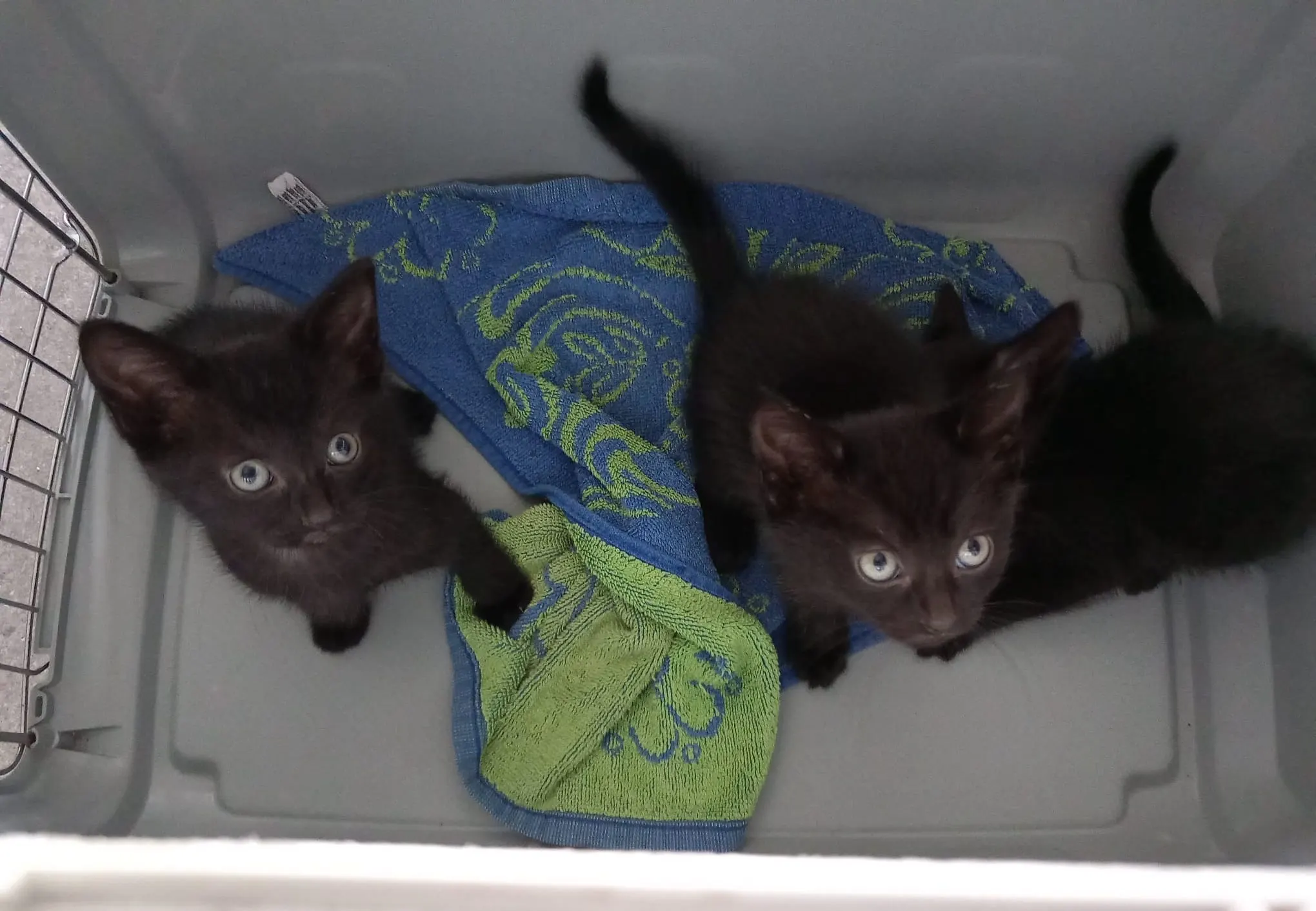 Opnieuw moederkat en kittens gedumpt in de regen: 'Ons hart huilt'