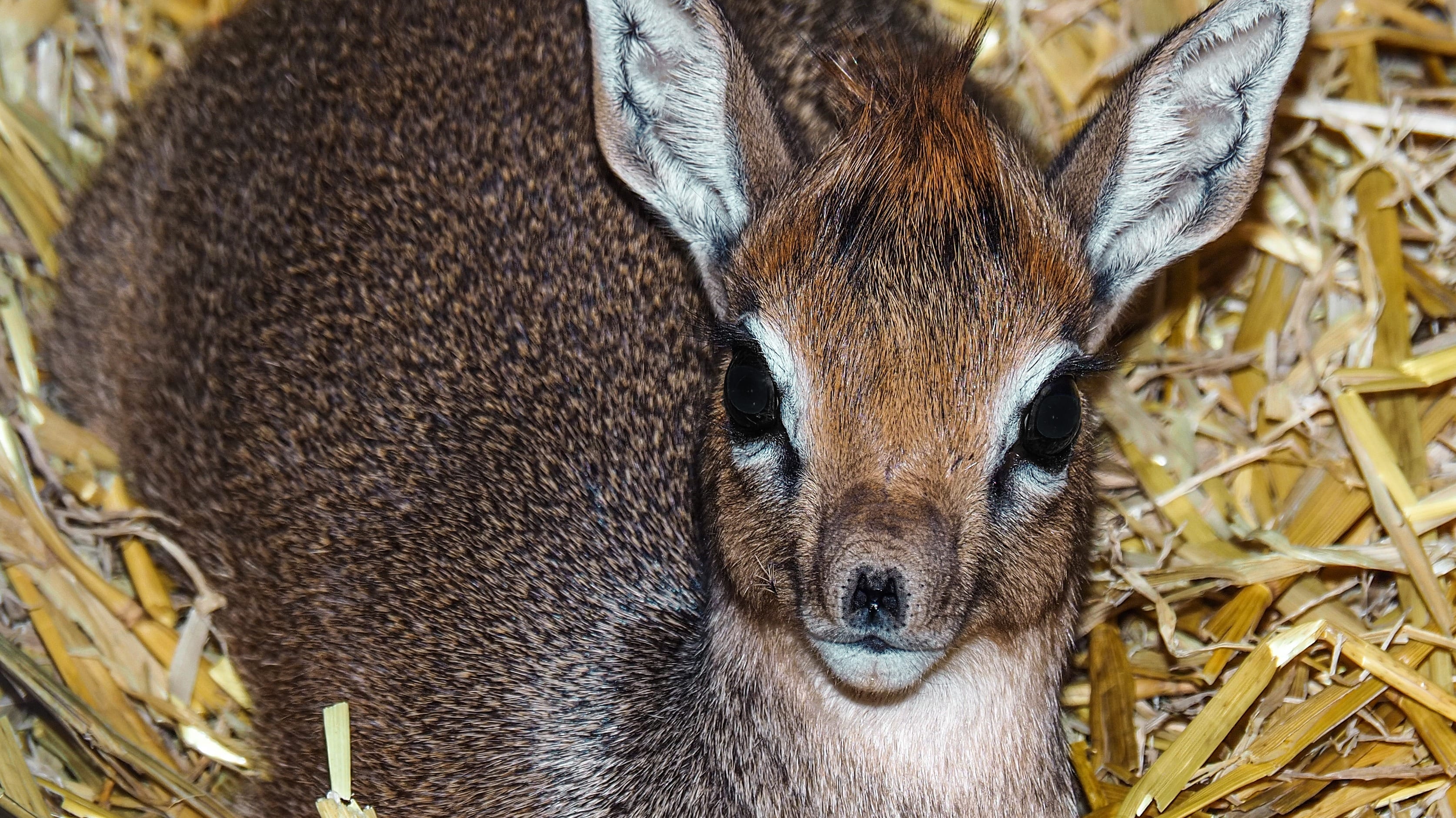 ZIEN: Beekse Bergen deelt beelden van schattige pasgeboren dikdik