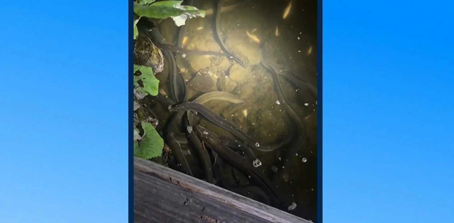 Massale vissterfte in de Ringvaart: 'Kilometers aan dode palingen en meervallen'