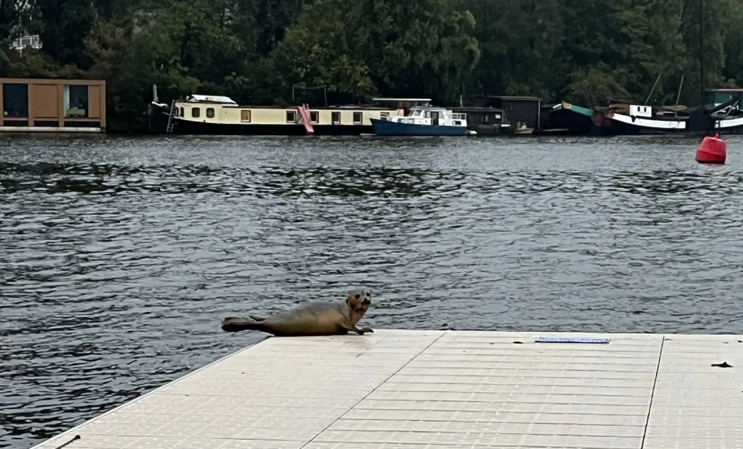 Zeehond gespot in Amsterdams water: 'Zat daar gewoon te chillen'