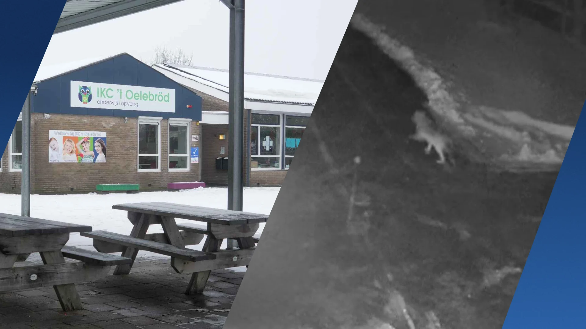 Wolf in Ruinen was vermoedelijk op doortocht, school dinsdag weer open