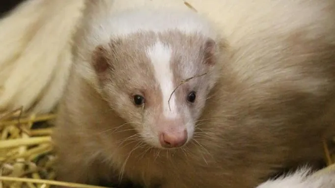 Fries dorpje in rep en roer om vermist stinkdier Otto