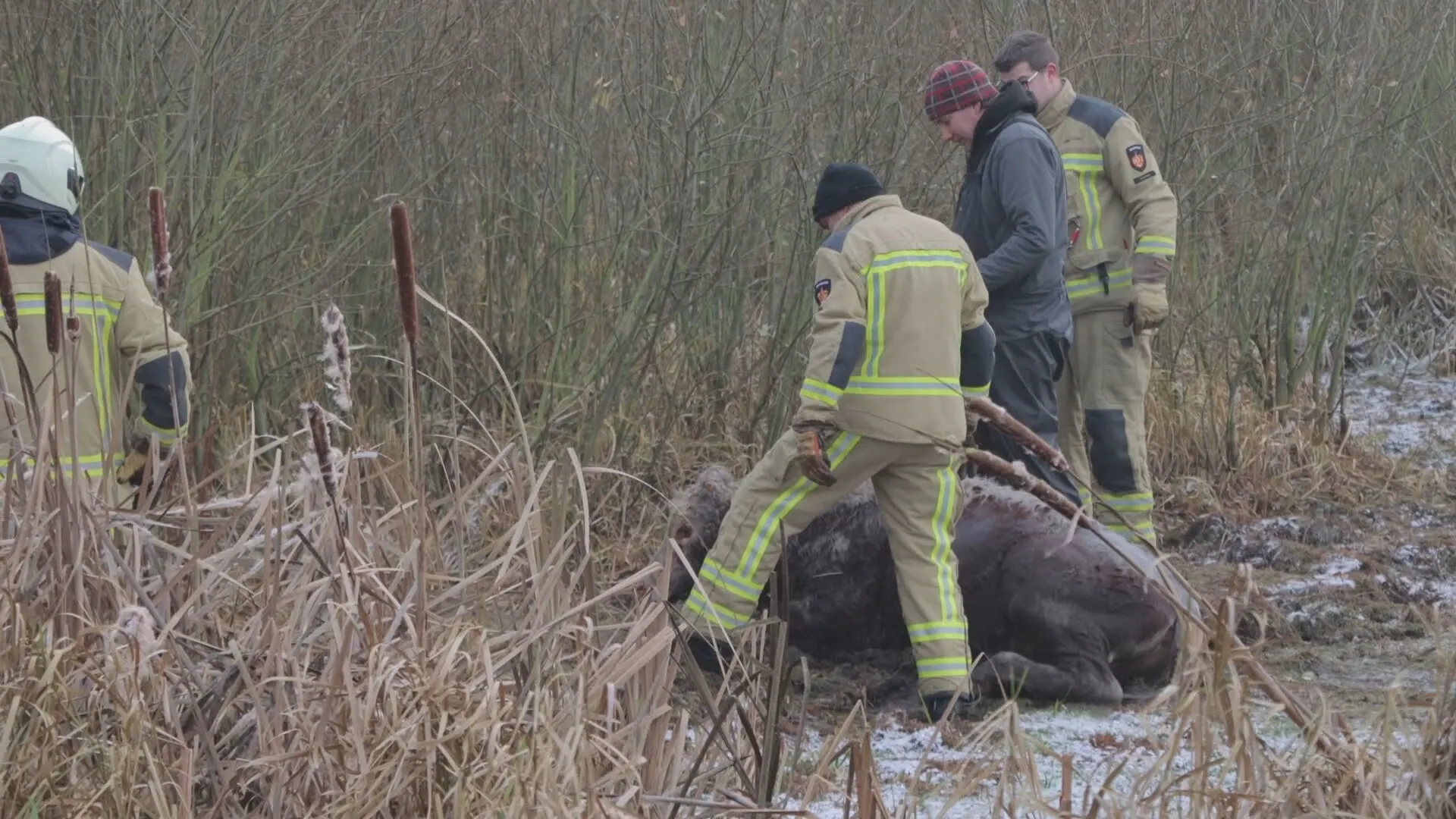 Kalfje zakt door het ijs, maar weet te overleven dankzij actie hulpverleners