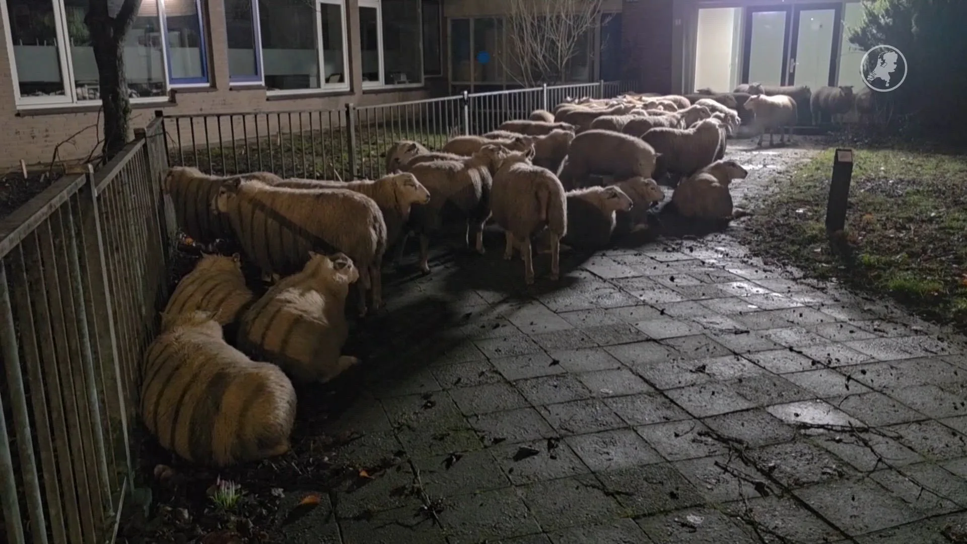 Schapen op de weg in Wageningen