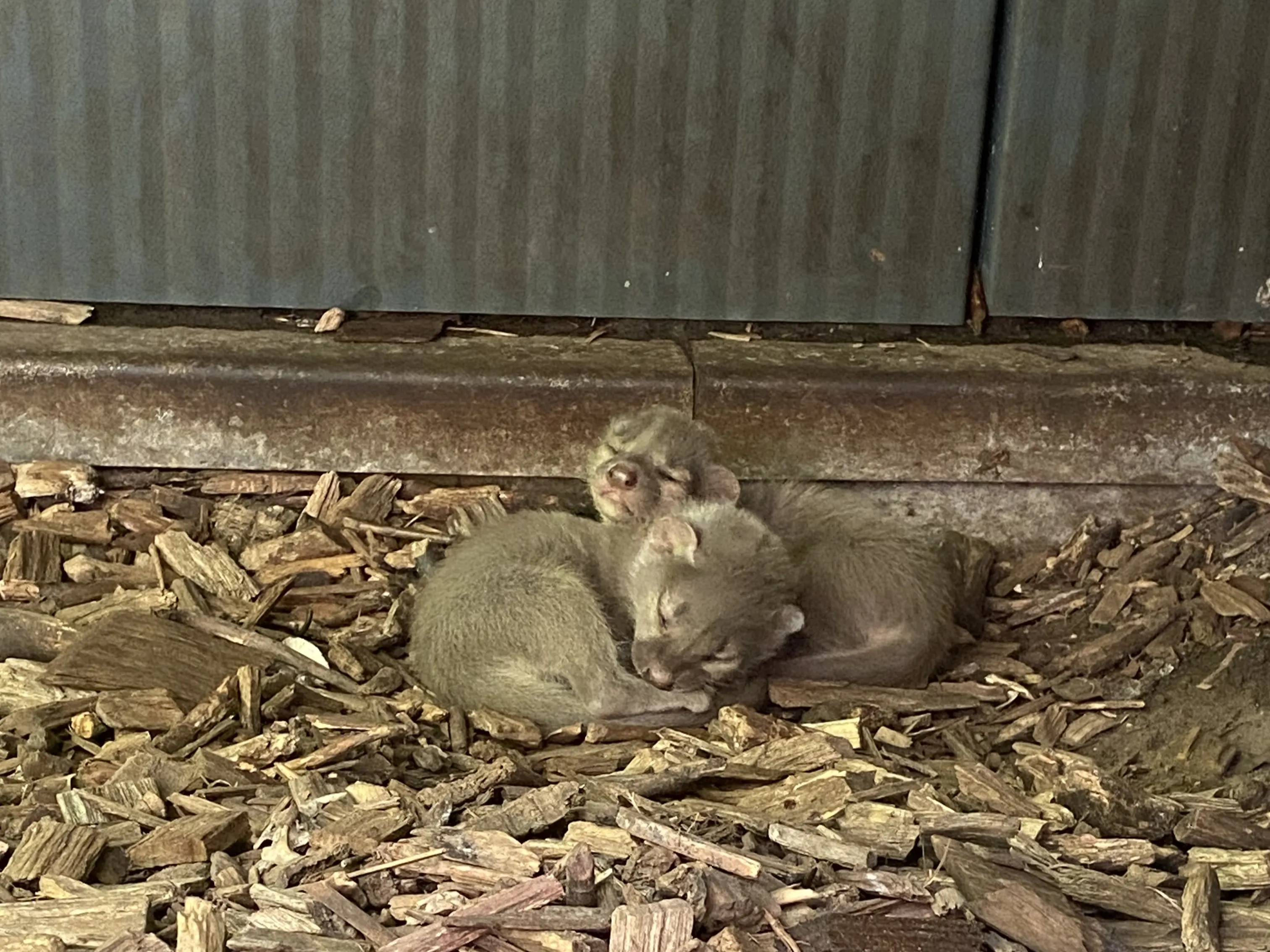 Voor tweede keer fossa's geboren in ZooParc Overloon